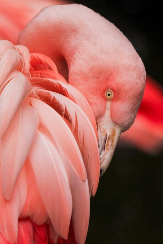 A close up shot of a flamingo peering out behind its feathers looking directly at the camera